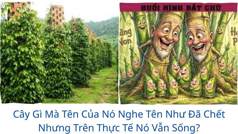 cây gì mà tên của nó nghe tên như đã chết nhưng trên thực tế nó vẫn sống?