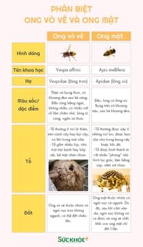 cách chữa ong đốt tại nhà