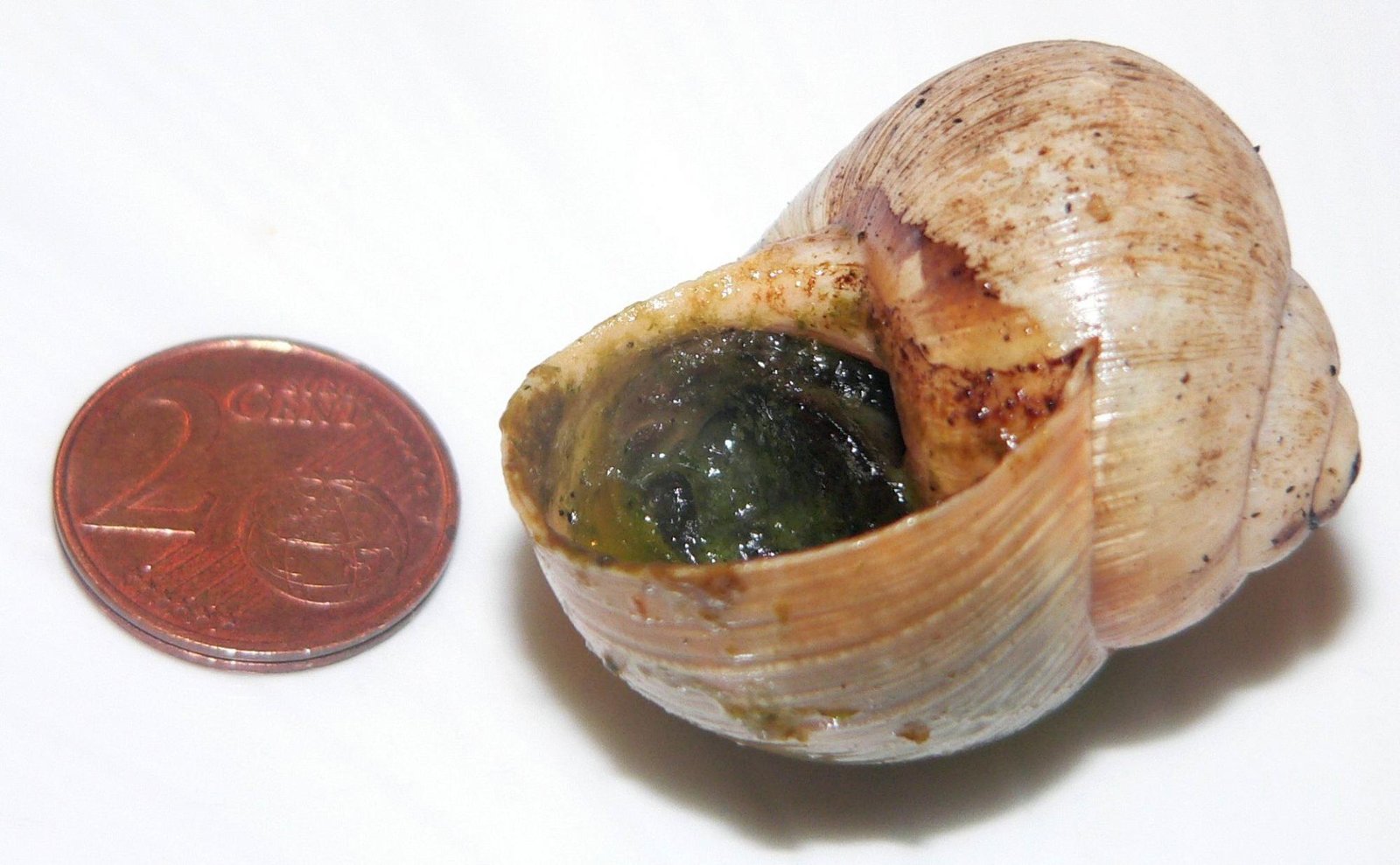 escargot pháp là gì