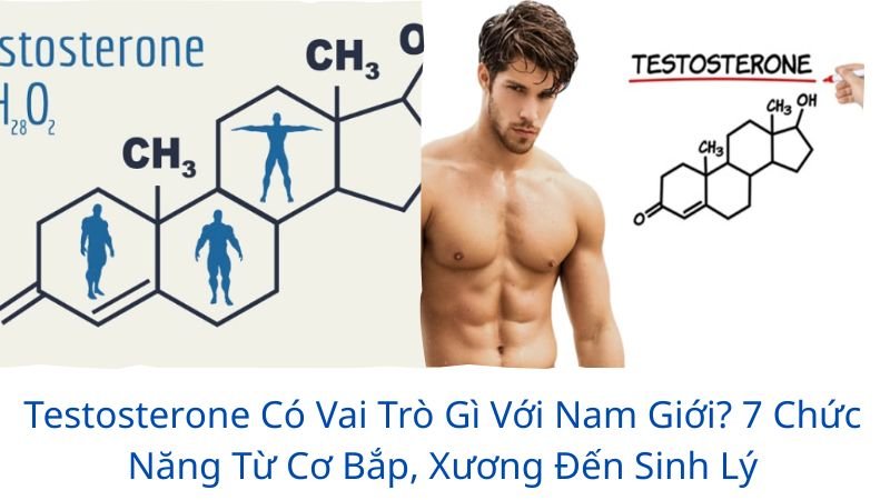 testosterone có vai trò gì với nam giới