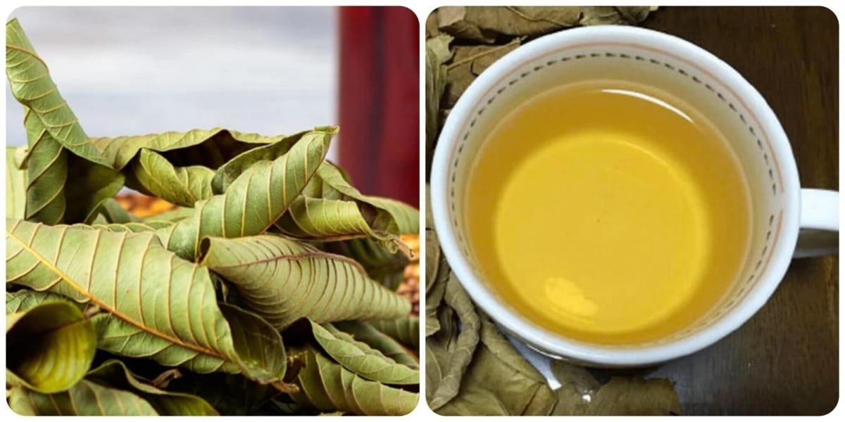 tác dụng của lá ổi với sức khỏe