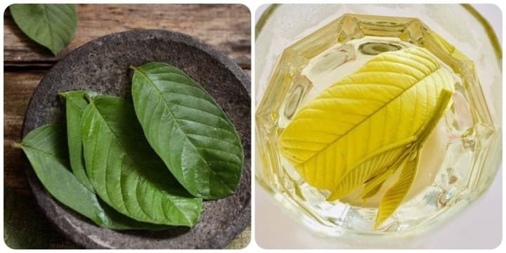 uống nước lá ổi có tốt không