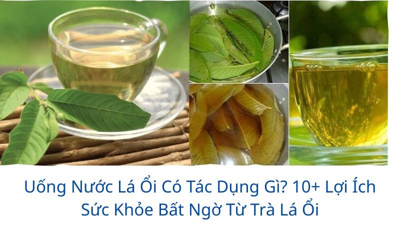 uống nước lá ổi có tác dụng gì