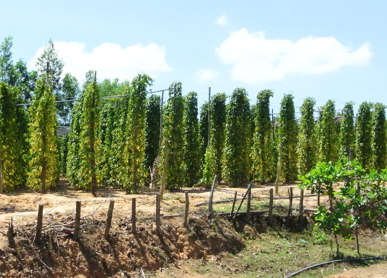 gia vị nào phổ biến nhất