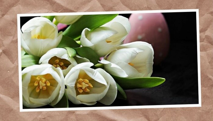 Kinh nghiệm chọn hoa tươi, đẹp