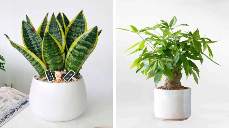 Lưỡi hổ và kim ngân sẽ hợp với tuổi Thìn