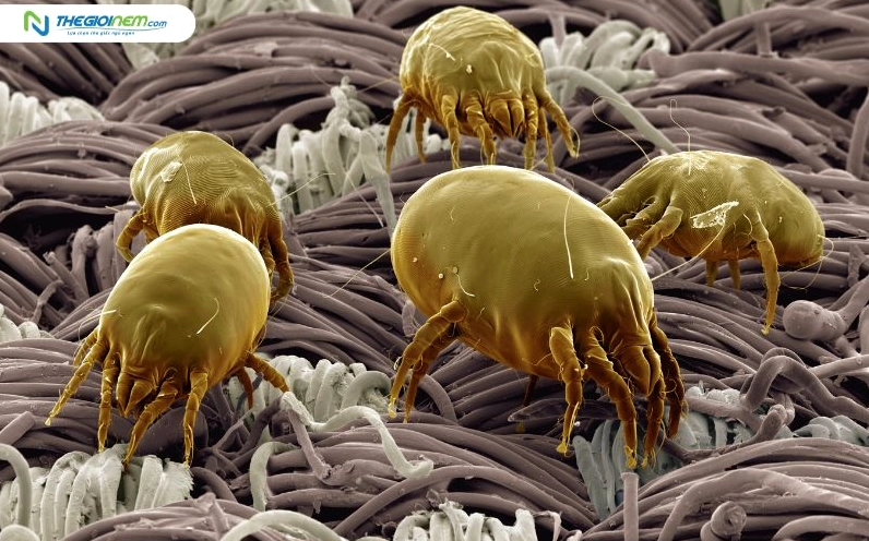 Mạt bụi nhà thường ẩn nấp trong nệm ga gối