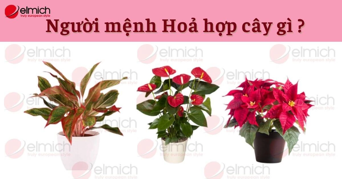 menh-hoa-hop-cay-gi-bat-mi-cac-loai-cay-phong-thuy-ruoc-tai-_405