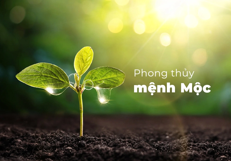 Mệnh Mộc là gì? Sinh năm nào, hợp và khắc với mệnh gì?