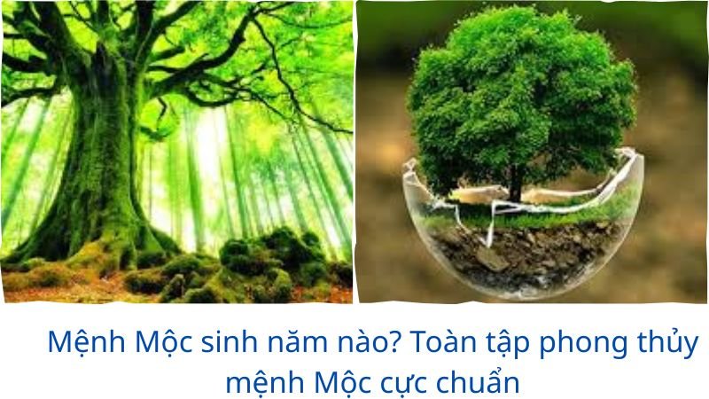 menh-moc-sinh-nam-nao
