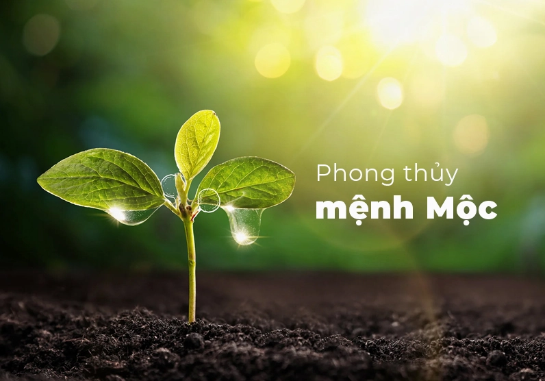 menh-moc-sinh-nam-nao-toan-tap-phong-thuy-menh-moc-cuc-chuan_155