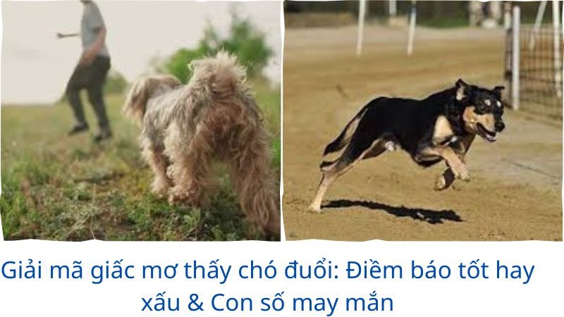 mo-thay-cho-duoi