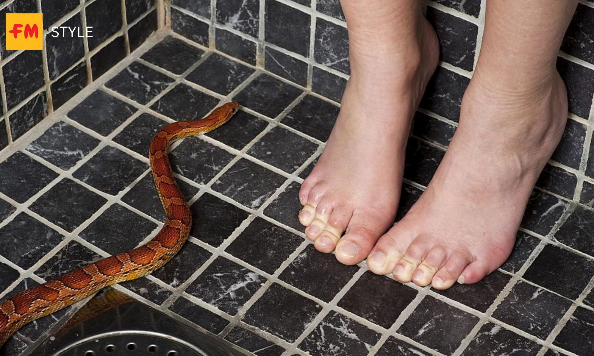 mơ thấy rắn bò vào nhà điềm gì? tốt hay xấu