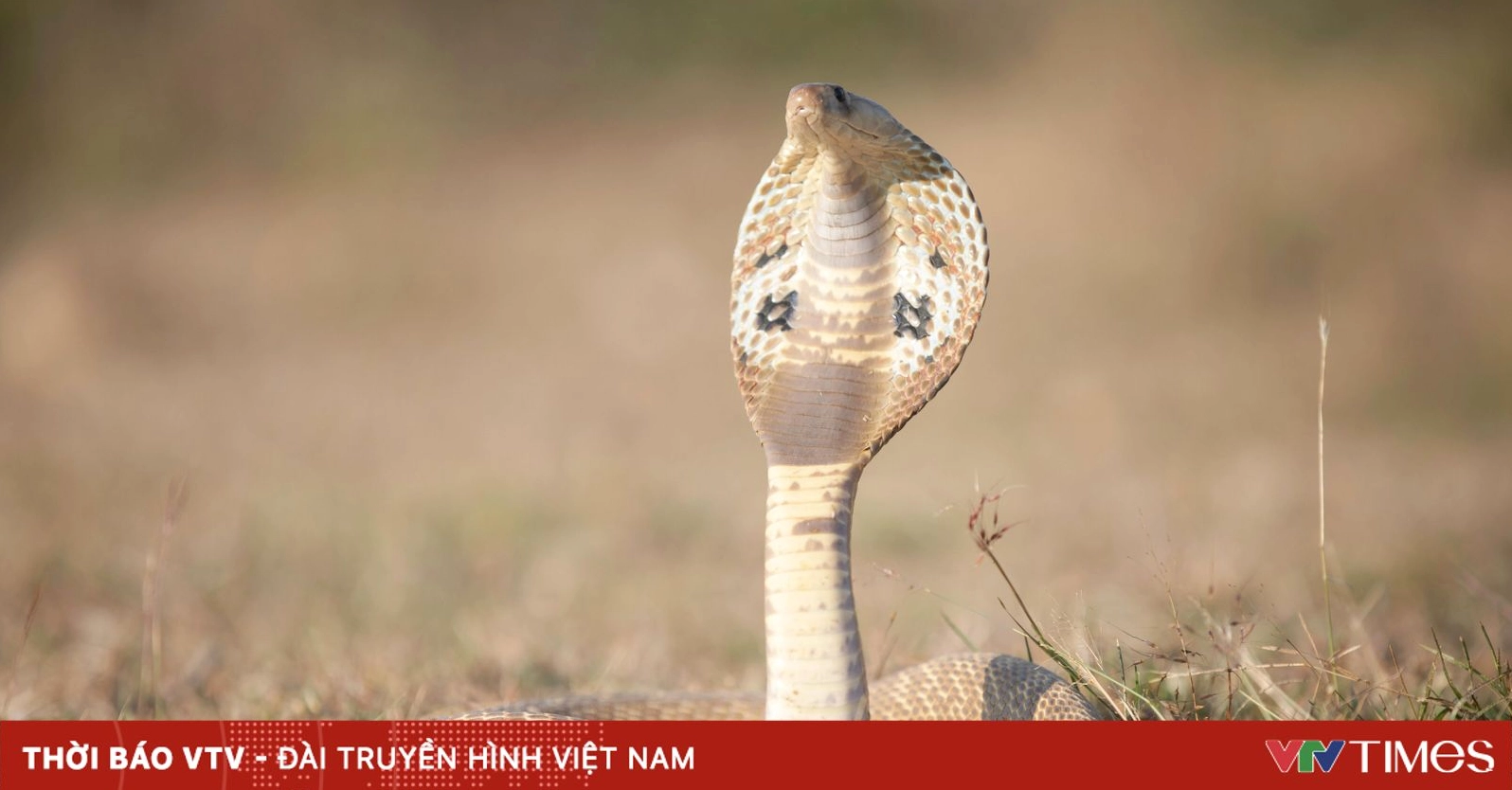 mo-thay-ran-la-diem-gi-giai-ma-chi-tiet-giac-mo-tot-hay-xau-_241