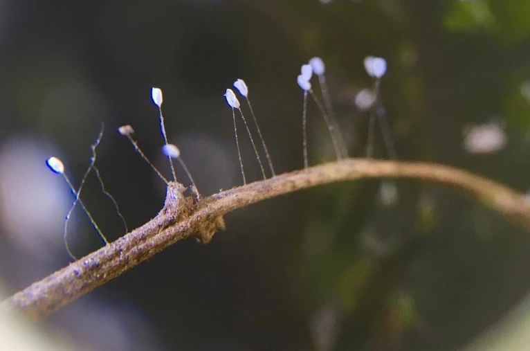 Một hiện tượng được một số người đồn thổi là... hoa ưu đàm 3,000 năm nở một lần