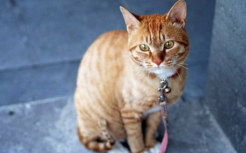 Năm con Mão là những năm nào