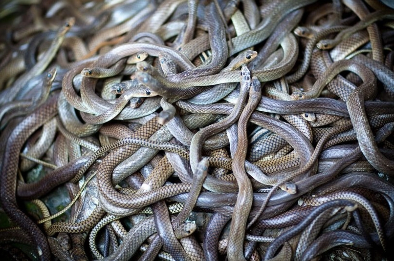 Nằm mơ thấy một đàn rắn là sao