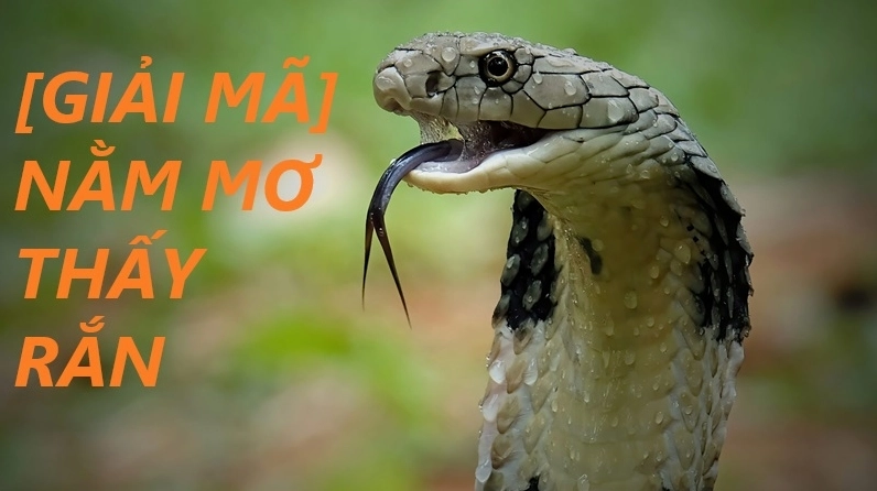 nam-mo-thay-nhieu-ran-danh-de-con-gi-giai-ma-chi-tiet-chuan-_627