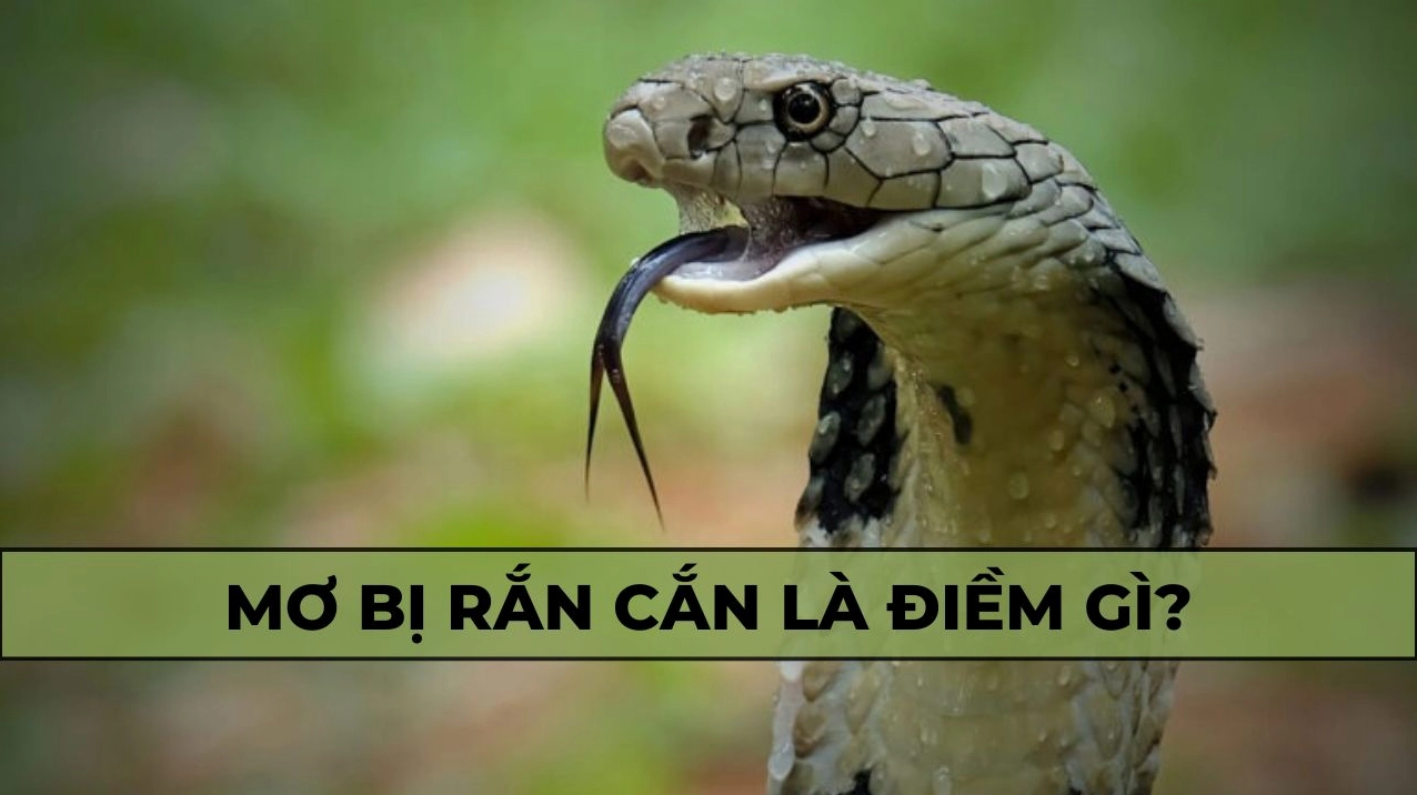 nam-mo-thay-ran-can-la-diem-bao-gi-giai-ma-chi-tiet-nhat-202_476