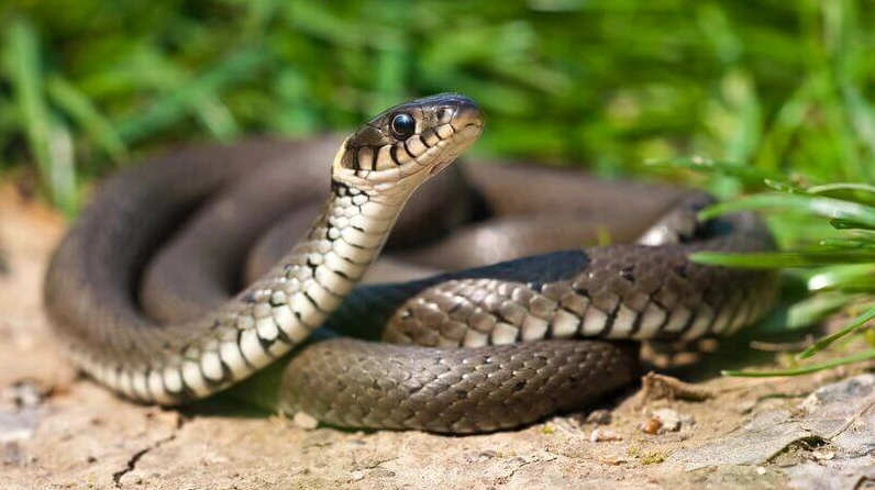 Nằm mơ thấy rắn đánh số gì?