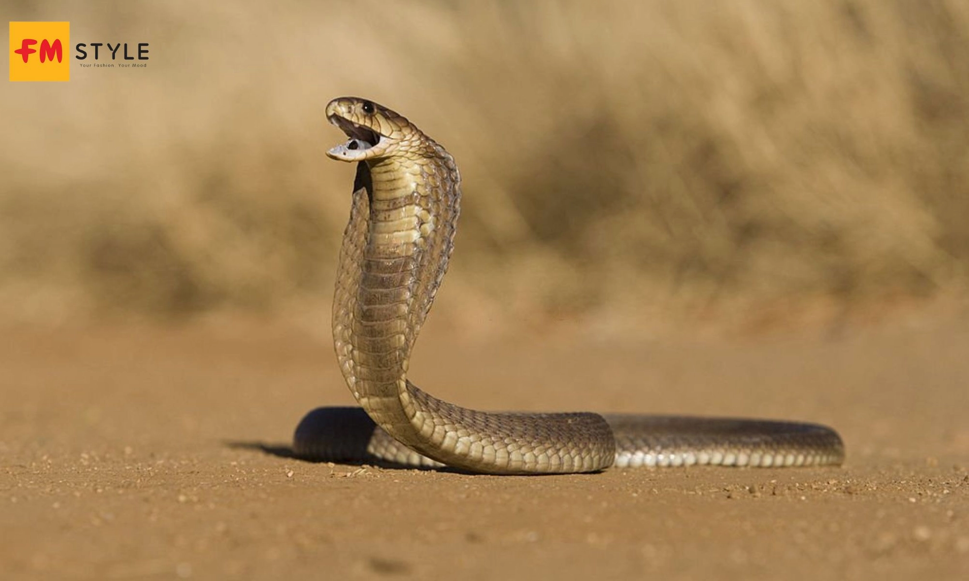 Nằm mơ thấy rắn hổ mang thường được coi là biểu hiện của một sự nguy hiểm hoặc đe dọa