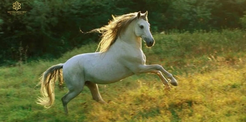 Người tuổi 1966 khôn khéo