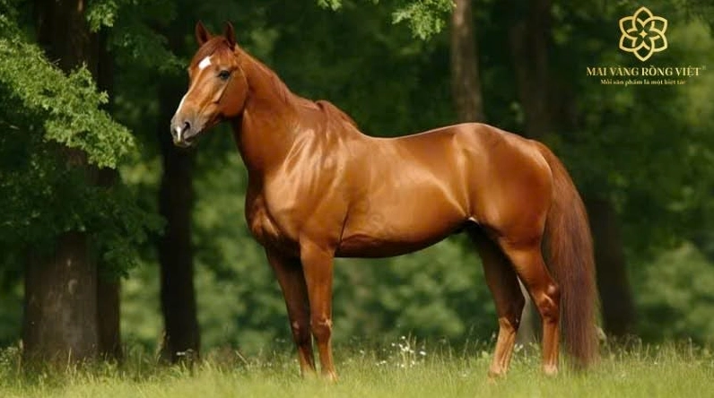 Những người tuổi Ngọ sinh năm 1954 và 2014