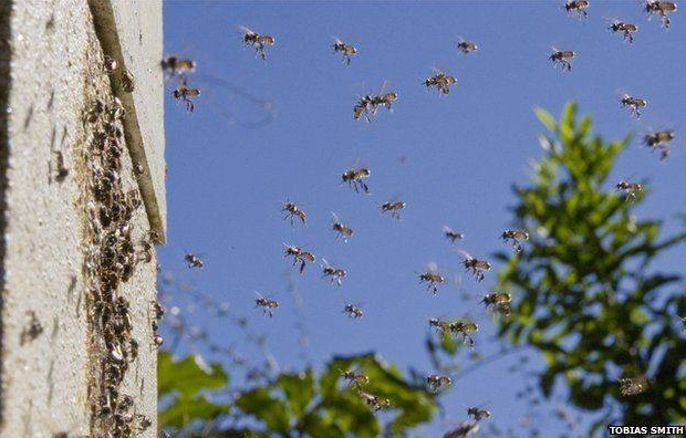 Ong dú chia đàn tự nhiên hay các đàn ong cắn nhau. Phương pháp xử lý!