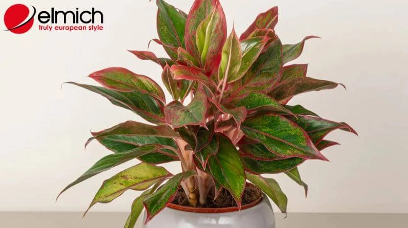 Phú Quý là cây cảnh giúp gia tăng vượng khí