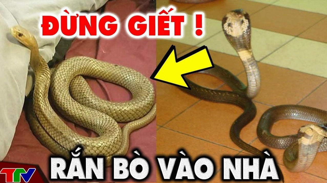 ran-vao-nha-la-diem-gi-giai-ma-hien-tuong-la-va-cach-xu-ly-a_606