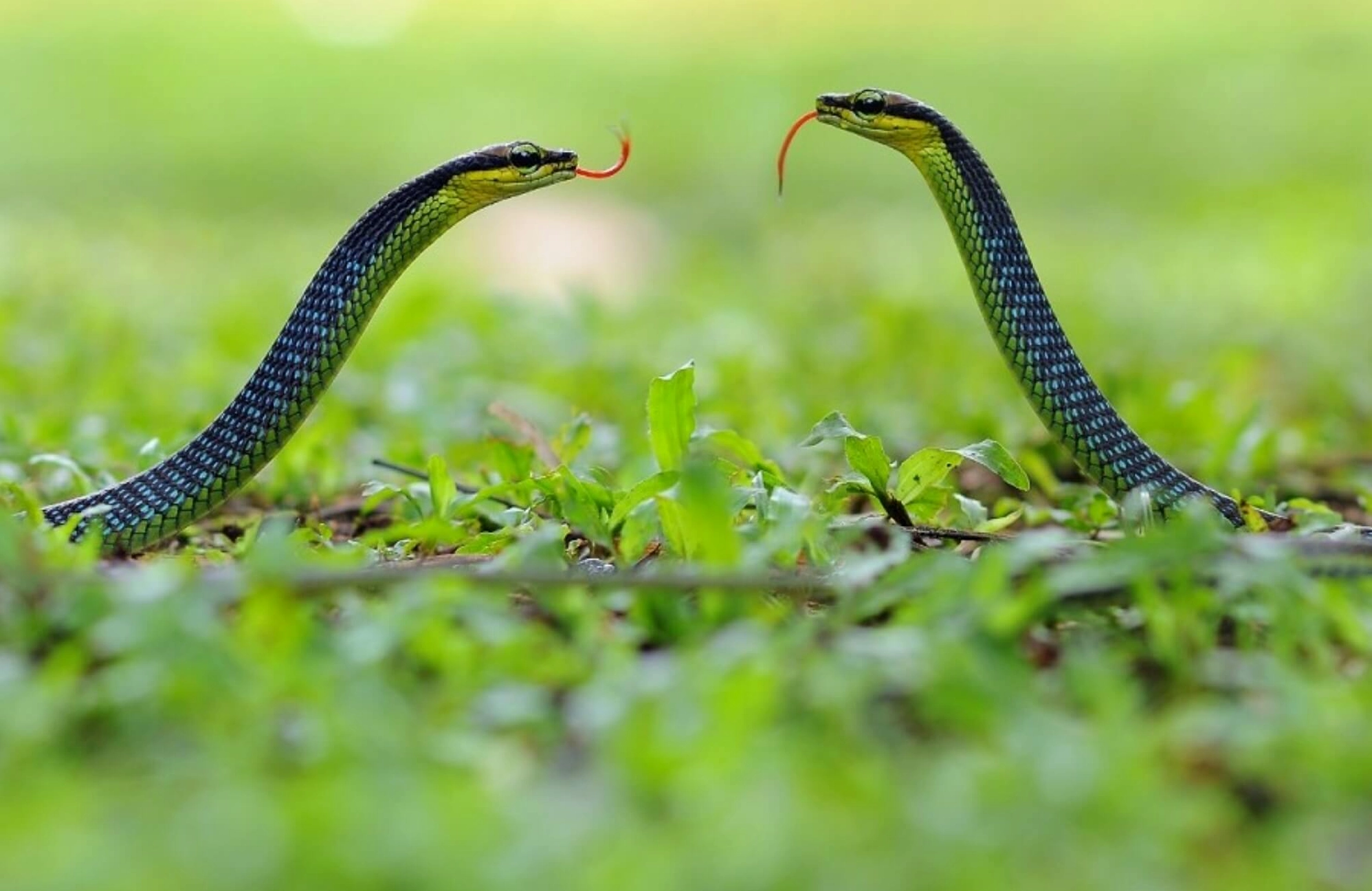 Rắn vào nhà là điềm gì?