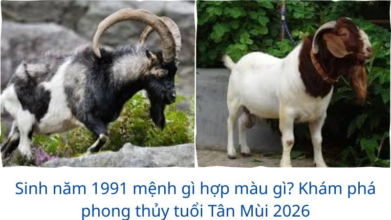 sinh-nam-1991-menh-gi-hop-mau-gi
