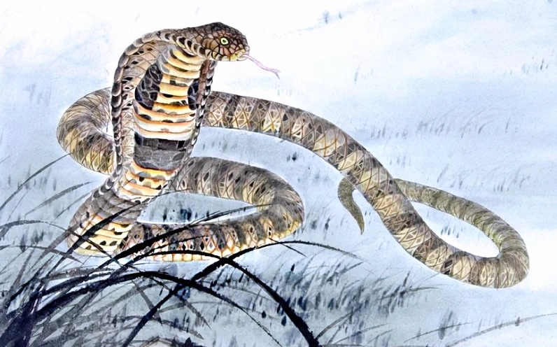 Sự nghiệp, công việc phù hợp với người tuổi Tỵ