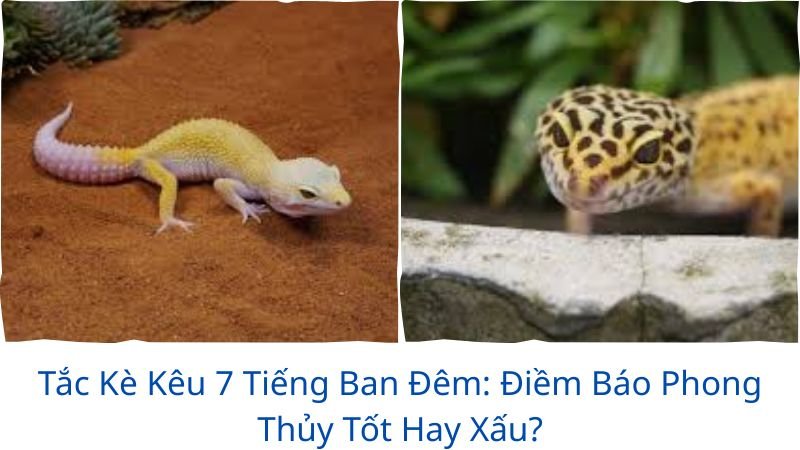 tac-ke-keu-7-tieng-ban-dem