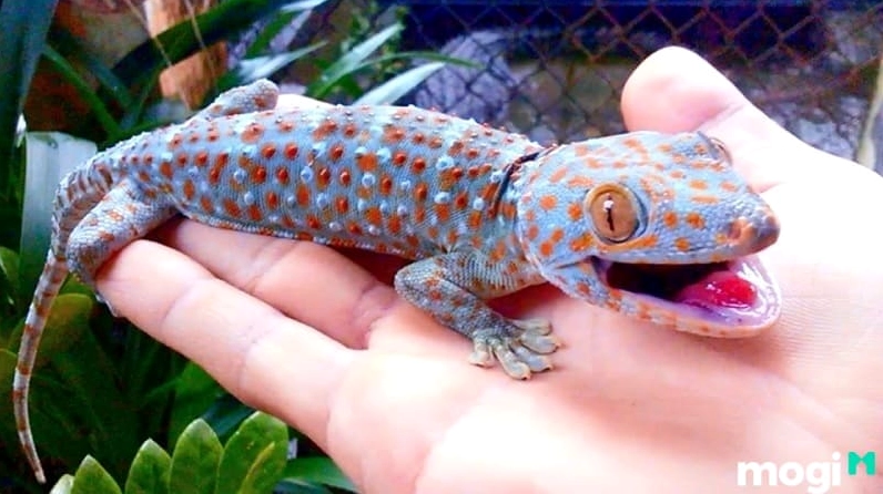 Tắc kè là loài bò sát có vảy, thích sống nơi môi trường ẩm ướt. Khi tắc kè kêu 7 tiếng thì báo hiệu điều gì?