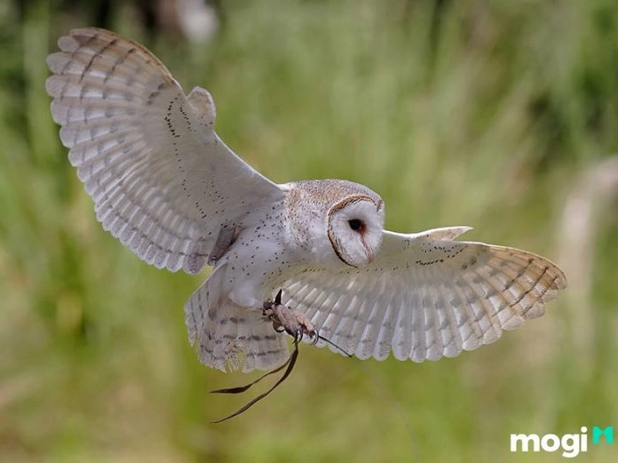 Tiếng Chim Lợn Kêu