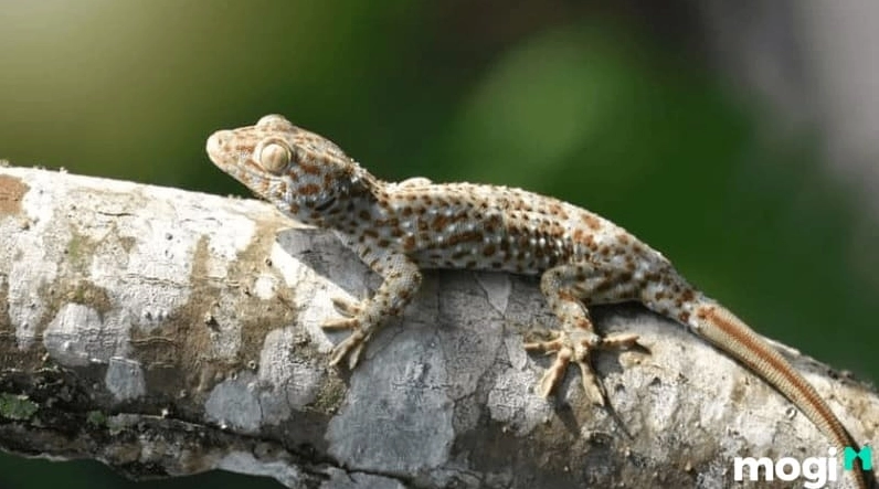 Tiếng tắc kè phát ra âm thanh lại mang đến sự sợ hãi hoặc lo lắng, nhất là buổi tối.