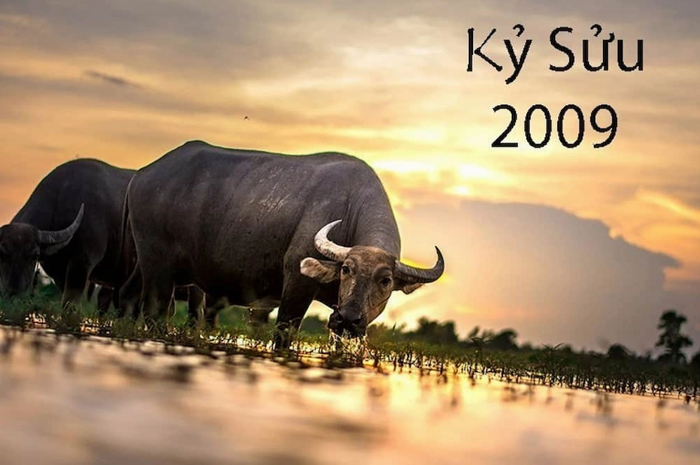 Tính cách của tuổi Kỷ Sửu đều rất mạnh mẽ, ngay thẳng