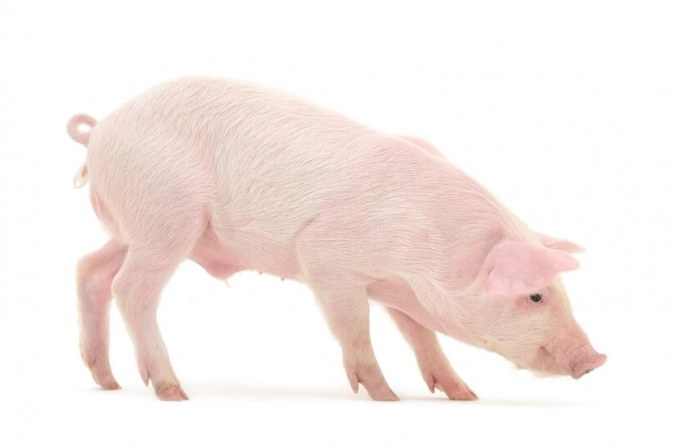 Tính cách Nam tuổi Hợi 2007