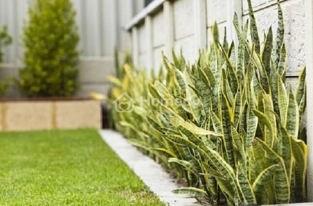 trong-cay-luoi-ho-truoc-nha-co-tot-khong-giai-ma-phong-thuy-_923