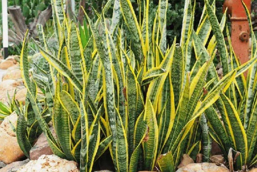 Trồng cây lưỡi hổ trước nhà có tốt không?