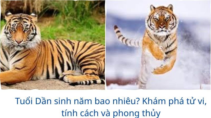 tuoi-dan-sinh-nam-bao-nhieu