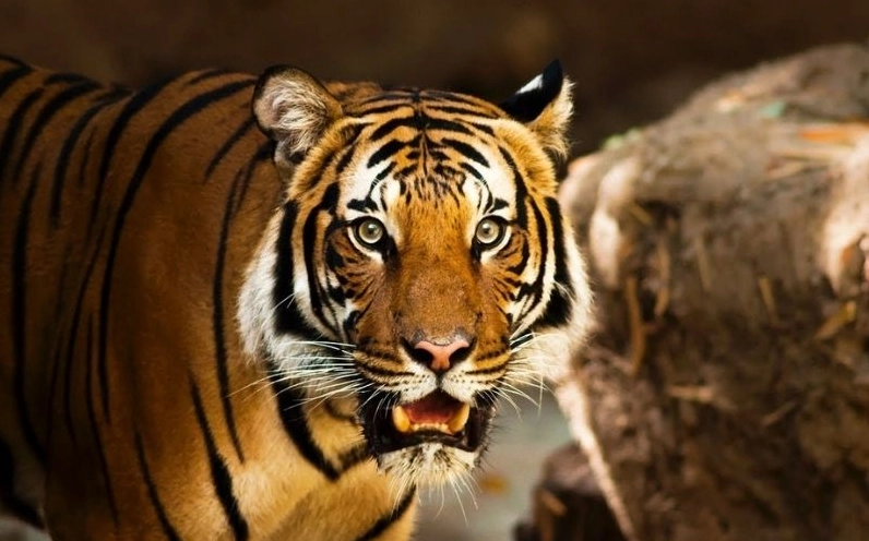 Tuổi Dần sinh năm bao nhiêu?