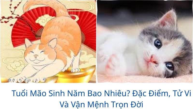 tuoi-mao-sinh-nam-bao-nhieu