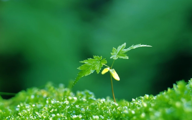 Tuổi Nhâm thân kỵ màu xanh lá cây