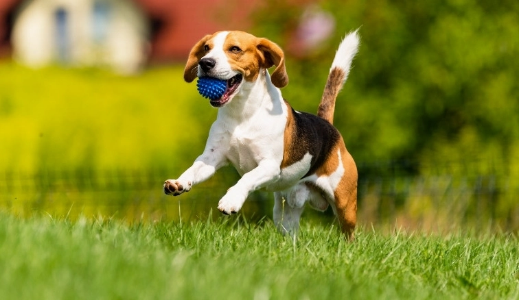 tuoi-tuat-sinh-nam-bao-nhieu-kham-pha-van-menh-va-tinh-cach-_682