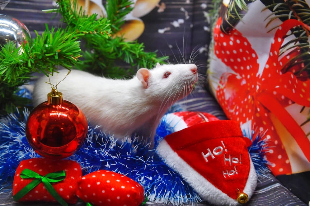 Tuổi Tý sinh năm bao nhiêu