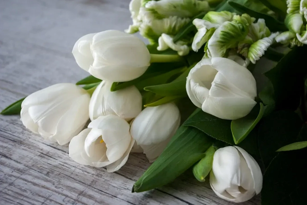 Ứng dụng hoa Tulip Trắng trong trang trí và quà tặng