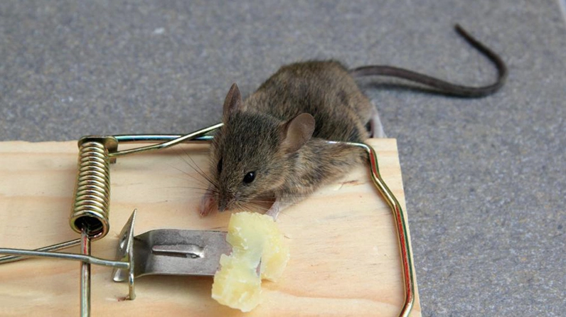 Việc bắt được chuột trong mơ thường là dấu hiệu của sự thành công