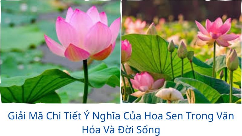 y-nghia-cua-hoa-sen